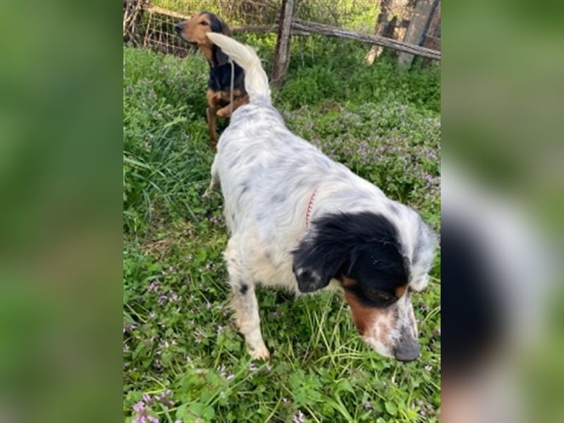 Freddy - Sonnenschein Setter