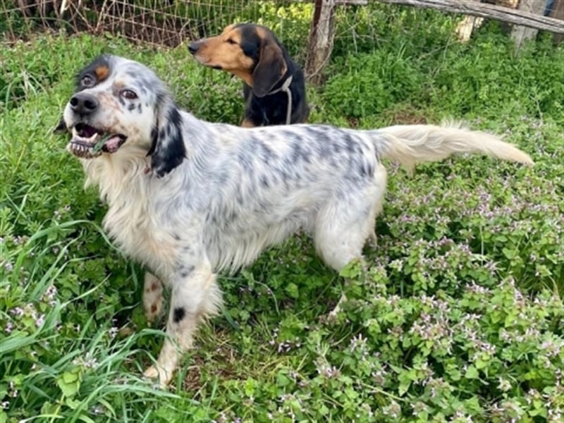 Freddy - Sonnenschein Setter