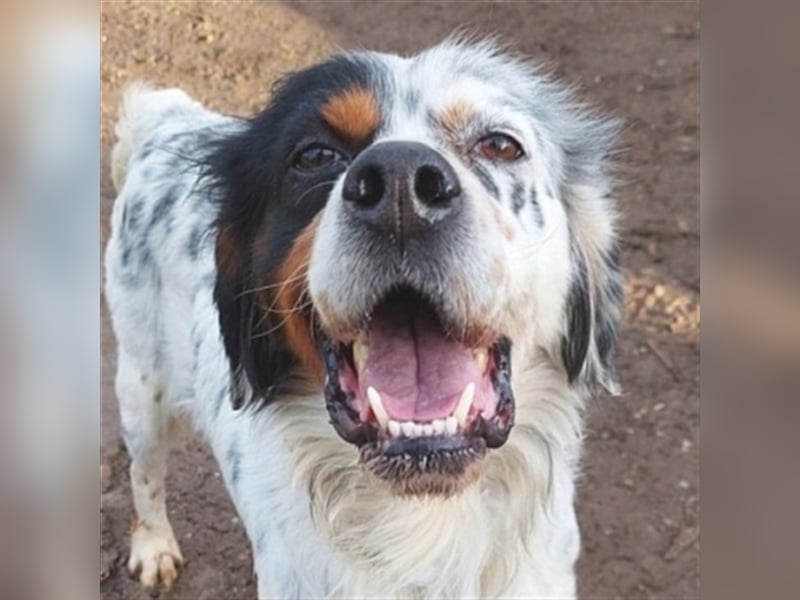 Freddy - Sonnenschein Setter