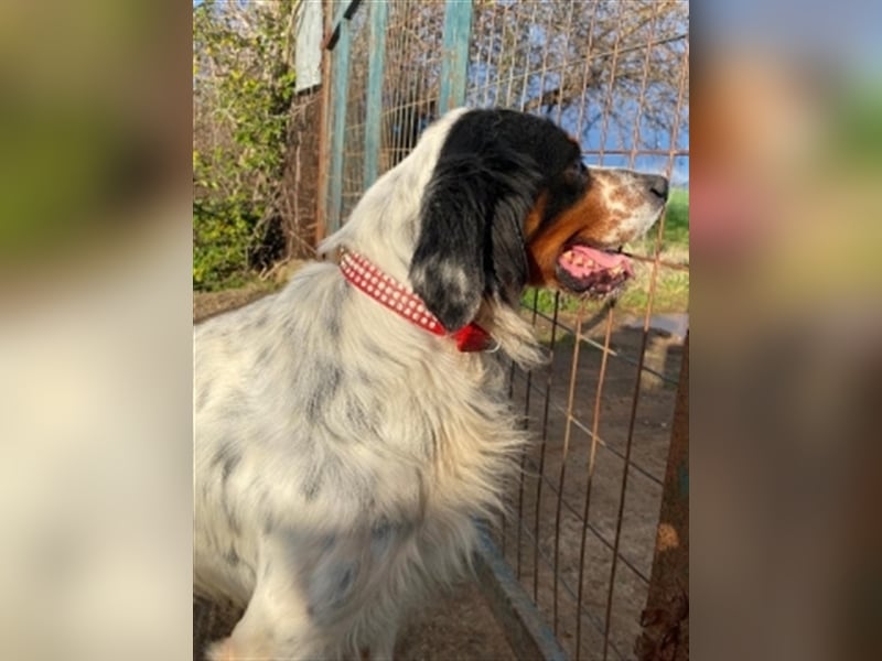 Freddy - Sonnenschein Setter