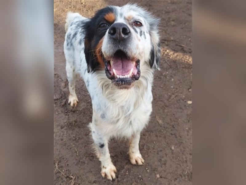 Freddy - Sonnenschein Setter