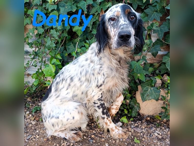 Dandy 08/2020 (ESP) - bildschöner, schüchterner und sozialer English Setter Rüde!