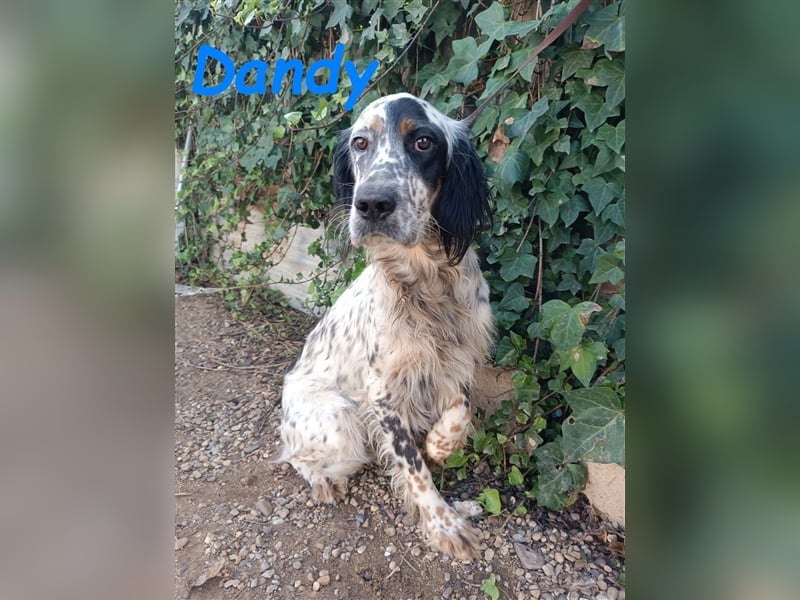 Dandy 08/2020 (ESP) - bildschöner, schüchterner und sozialer English Setter Rüde!