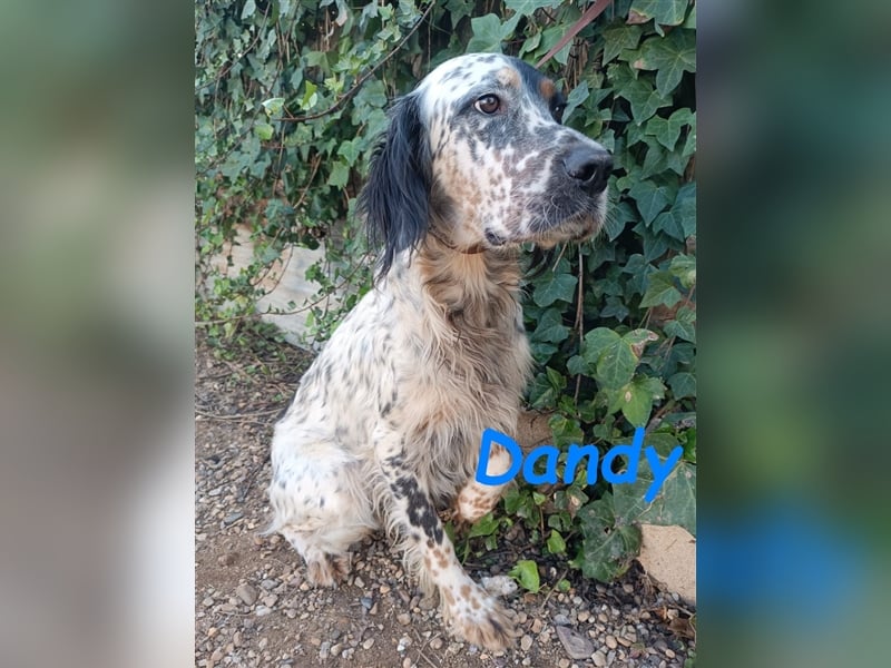 Dandy 08/2020 (ESP) - bildschöner, schüchterner und sozialer English Setter Rüde!