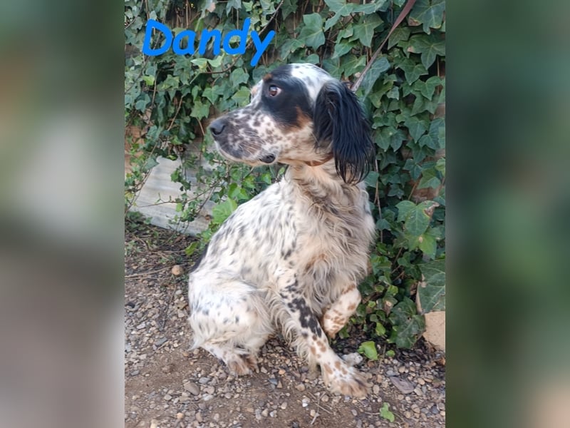 Dandy 08/2020 (ESP) - bildschöner, schüchterner und sozialer English Setter Rüde!