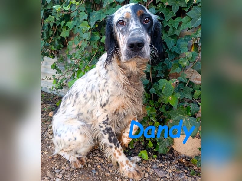 Dandy 08/2020 (ESP) - bildschöner, schüchterner und sozialer English Setter Rüde!