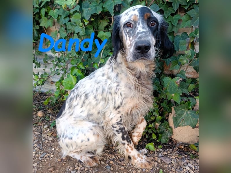 Dandy 08/2020 (ESP) - bildschöner, schüchterner und sozialer English Setter Rüde!