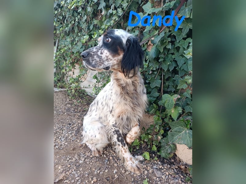 Dandy 08/2020 (ESP) - bildschöner, schüchterner und sozialer English Setter Rüde!