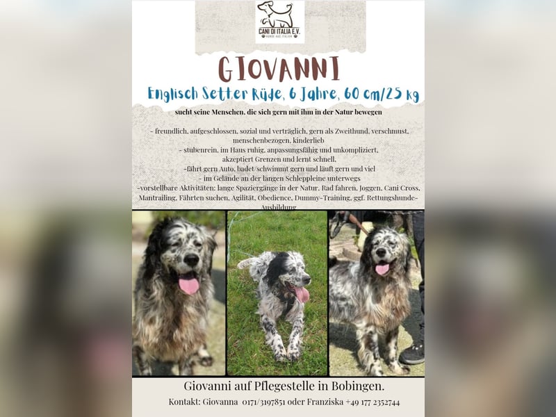 Englisch Setter Giovanni sucht sein Zuhause