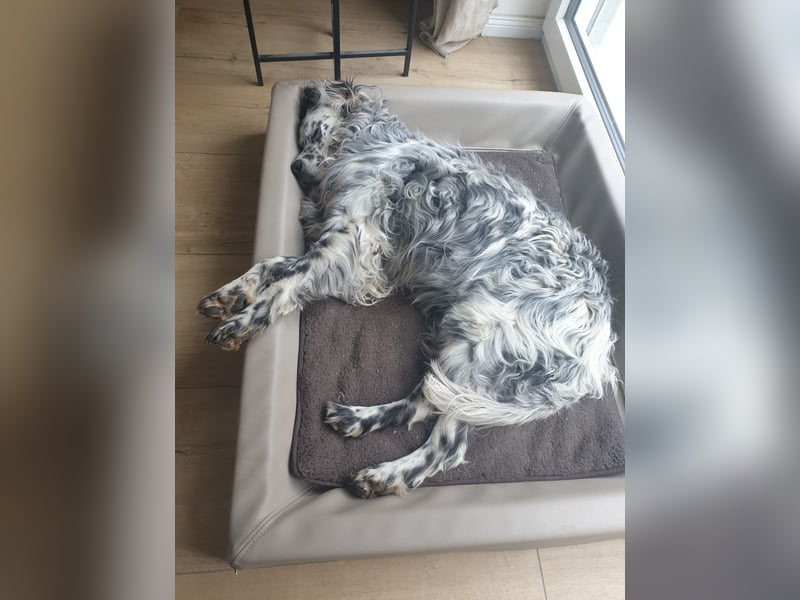 Englisch Setter Giovanni sucht sein Zuhause