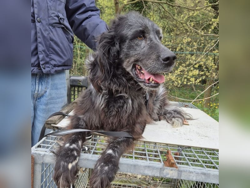 Blue - ruhiger, freundlicher Traumhund