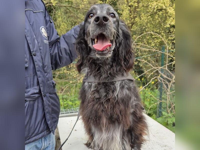 Blue - ruhiger, freundlicher Traumhund