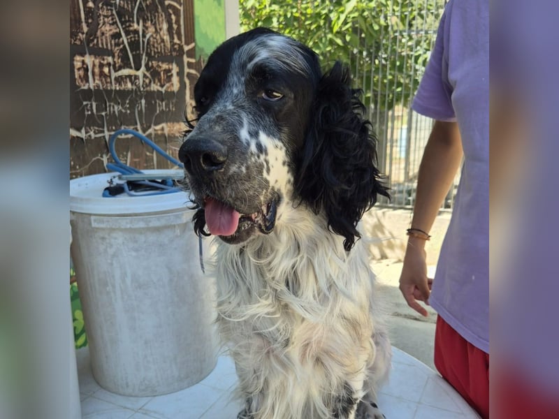 Lord  - ein ruhiger, wunderbarer Setter sucht sein liebevolles Zuhause!