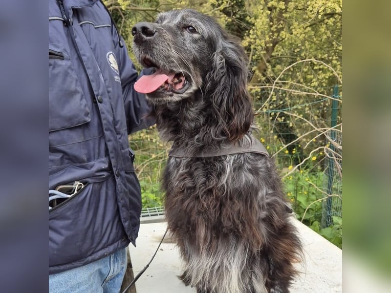Blue - ruhiger, freundlicher Traumhund