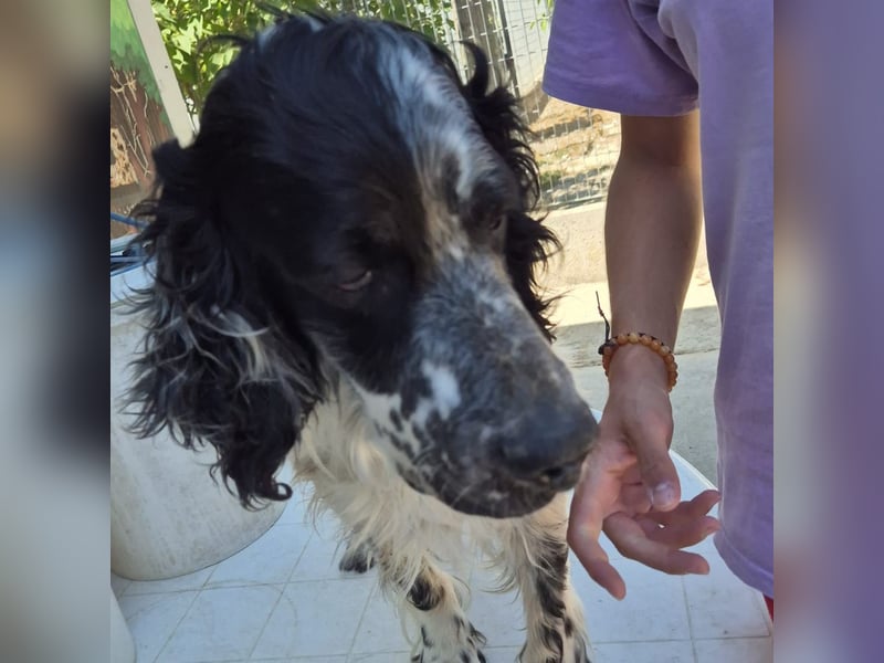 Lord  - ein ruhiger, wunderbarer Setter sucht sein liebevolles Zuhause!