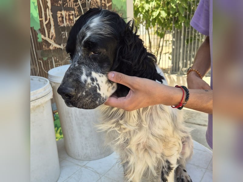 Lord  - ein ruhiger, wunderbarer Setter sucht sein liebevolles Zuhause!