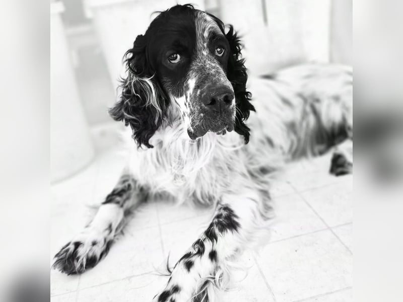 Lord  - ein ruhiger, wunderbarer Setter sucht sein liebevolles Zuhause!
