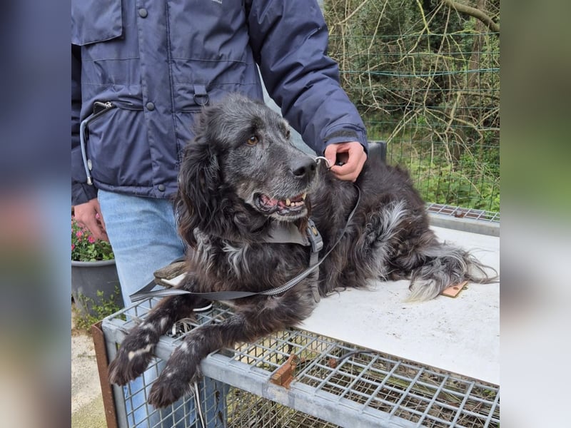 Blue - ruhiger, freundlicher Traumhund