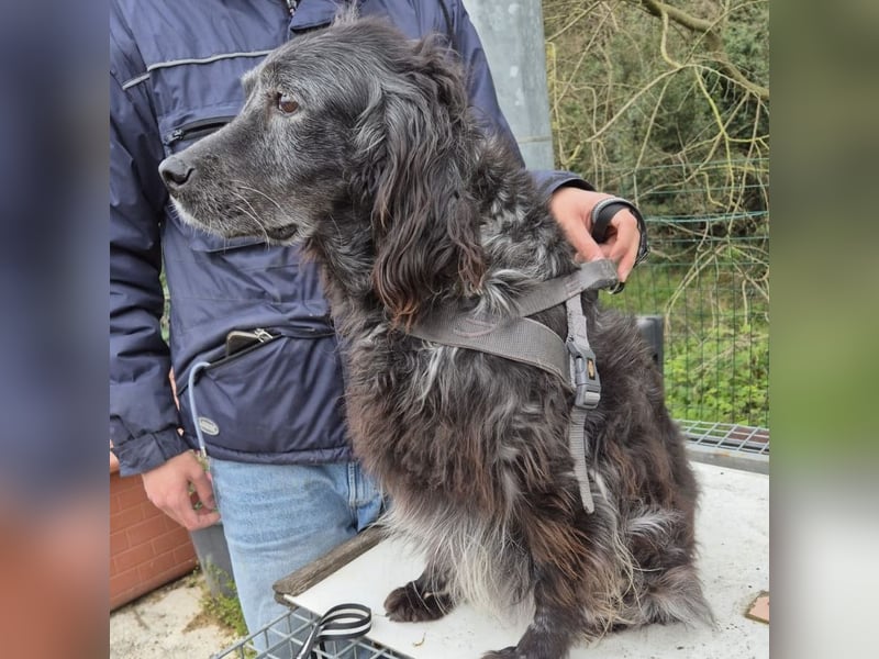 Blue - ruhiger, freundlicher Traumhund