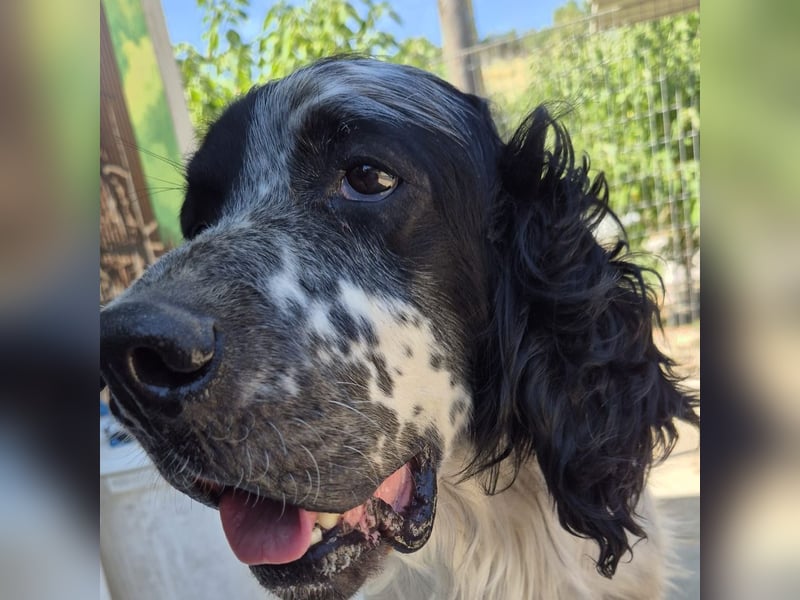 Lord  - ein ruhiger, wunderbarer Setter sucht sein liebevolles Zuhause!