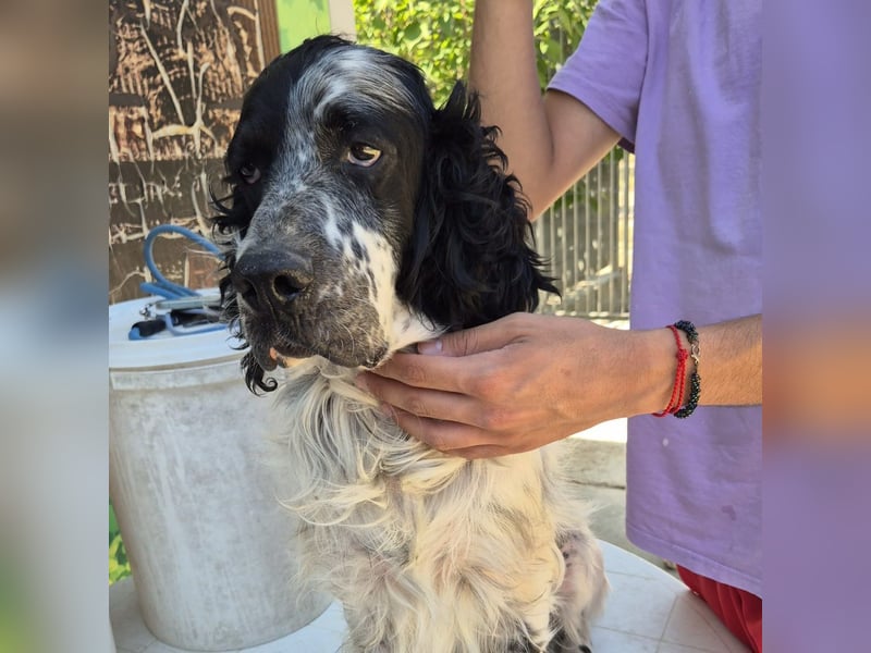 Lord  - ein ruhiger, wunderbarer Setter sucht sein liebevolles Zuhause!