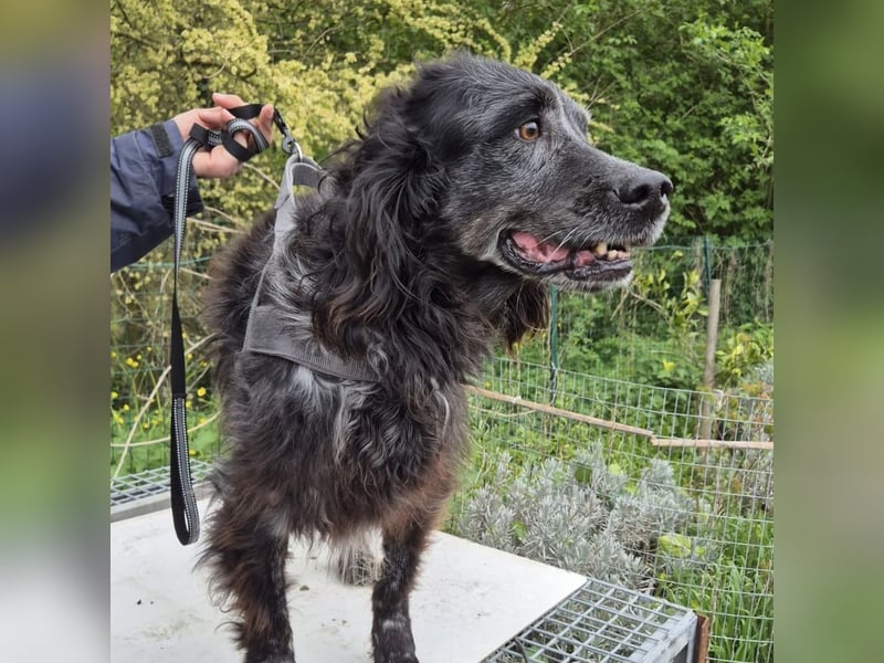 Blue - ruhiger, freundlicher Traumhund