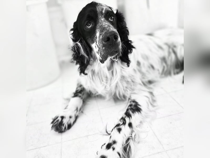 Lord  - ein ruhiger, wunderbarer Setter sucht sein liebevolles Zuhause!
