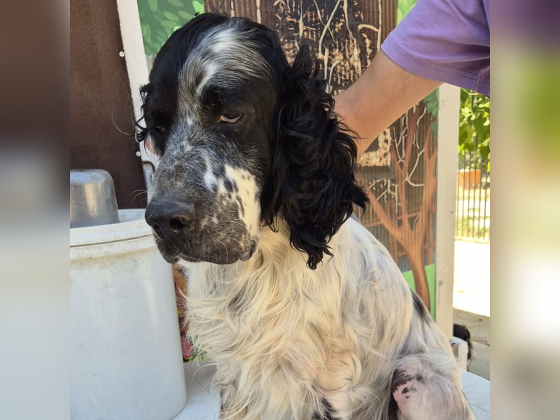 Lord  - ein ruhiger, wunderbarer Setter sucht sein liebevolles Zuhause!