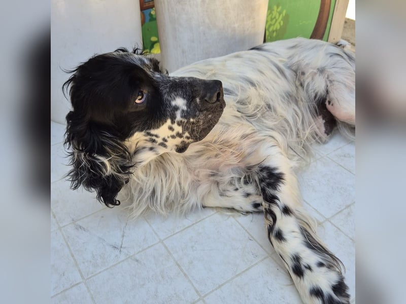 Lord  - ein ruhiger, wunderbarer Setter sucht sein liebevolles Zuhause!