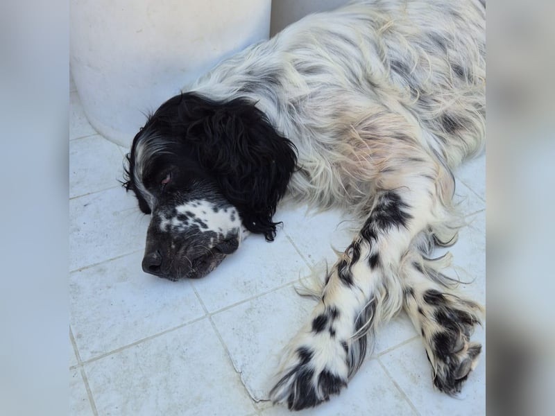 Lord  - ein ruhiger, wunderbarer Setter sucht sein liebevolles Zuhause!