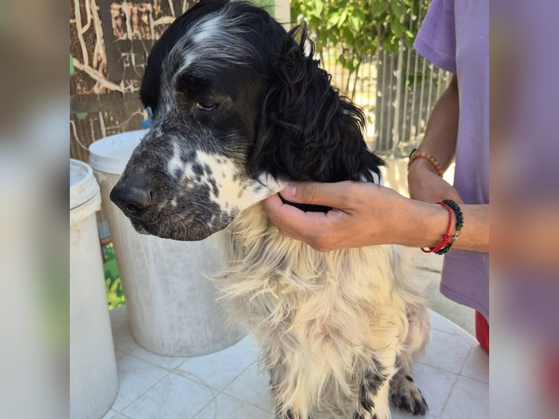 Lord  - ein ruhiger, wunderbarer Setter sucht sein liebevolles Zuhause!