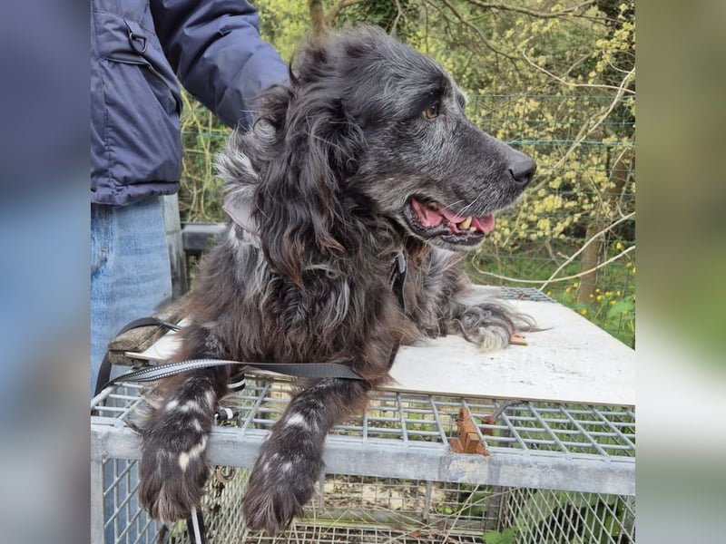 Blue - ruhiger, freundlicher Traumhund
