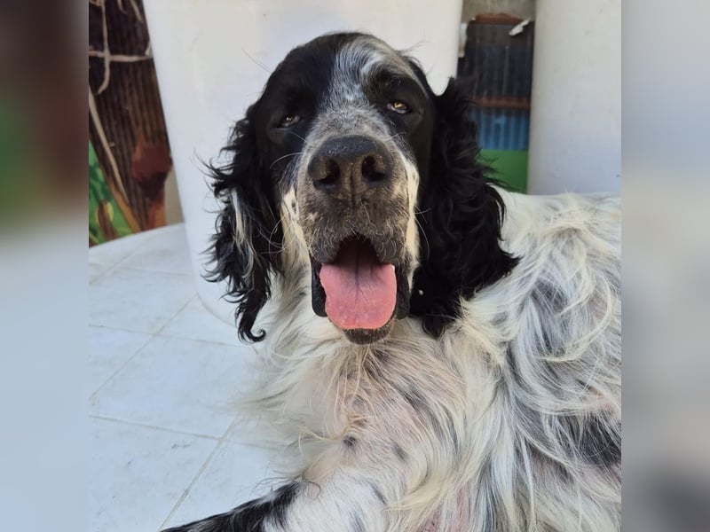 Lord  - ein ruhiger, wunderbarer Setter sucht sein liebevolles Zuhause!