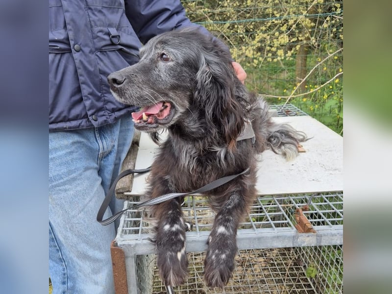Blue - ruhiger, freundlicher Traumhund