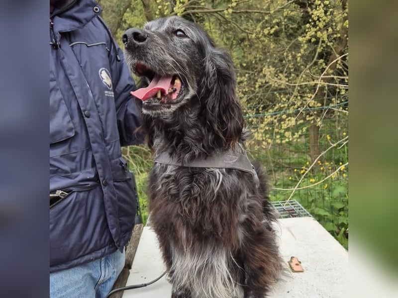 Blue - ruhiger, freundlicher Traumhund