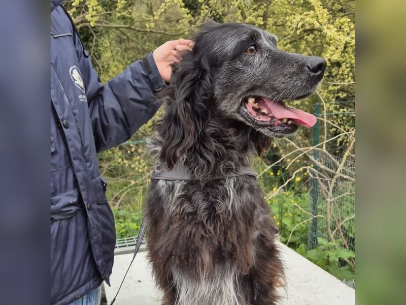 Blue - ruhiger, freundlicher Traumhund