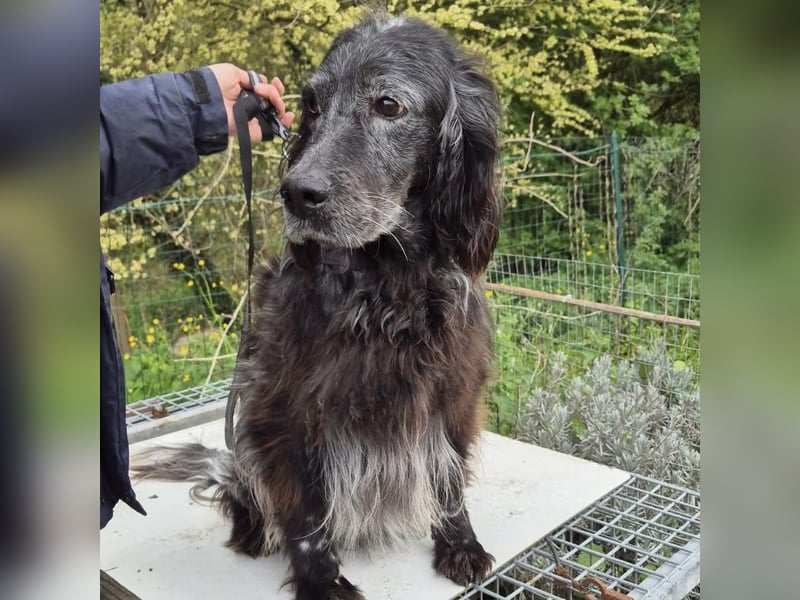 Blue - ruhiger, freundlicher Traumhund