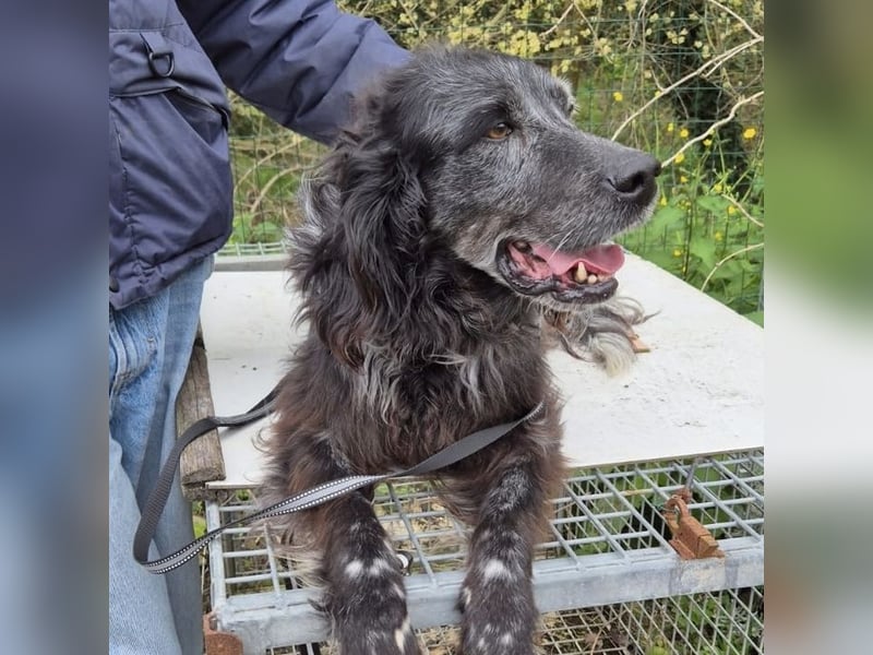 Blue - ruhiger, freundlicher Traumhund