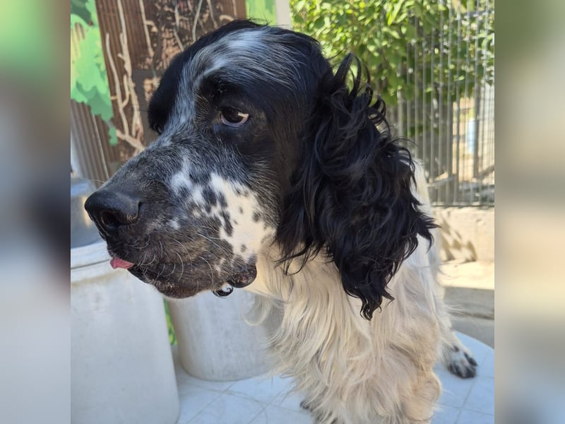 Lord  - ein ruhiger, wunderbarer Setter sucht sein liebevolles Zuhause!