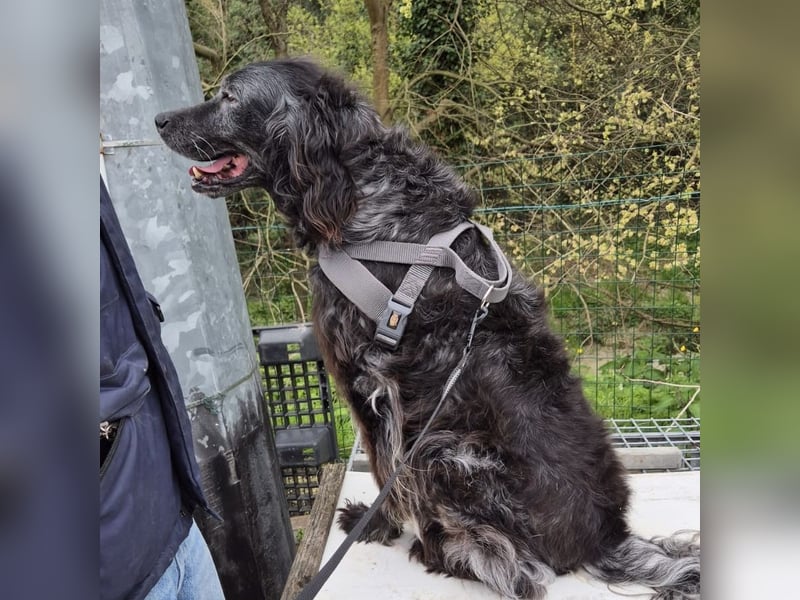 Blue - ruhiger, freundlicher Traumhund