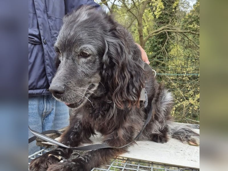 Blue - ruhiger, freundlicher Traumhund