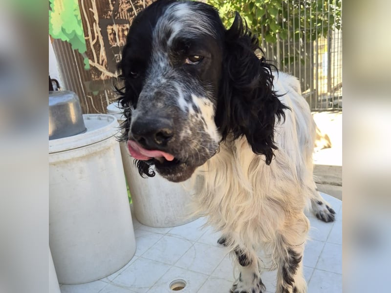 Lord  - ein ruhiger, wunderbarer Setter sucht sein liebevolles Zuhause!