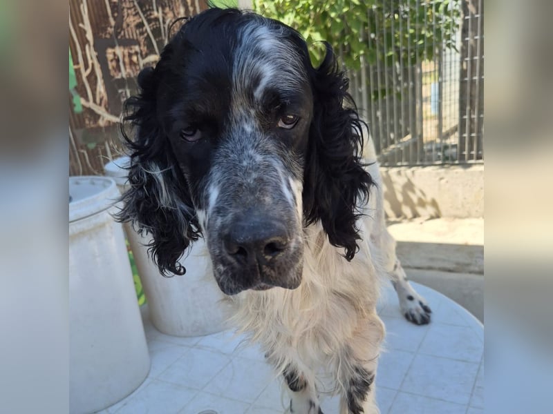 Lord  - ein ruhiger, wunderbarer Setter sucht sein liebevolles Zuhause!
