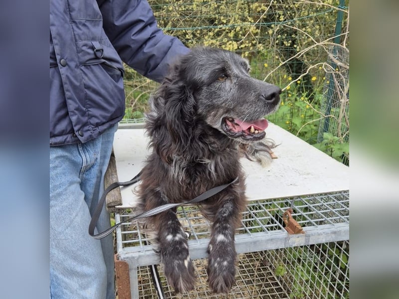 Blue - ruhiger, freundlicher Traumhund