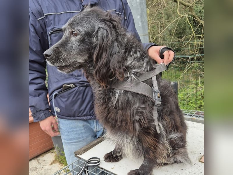 Blue - ruhiger, freundlicher Traumhund