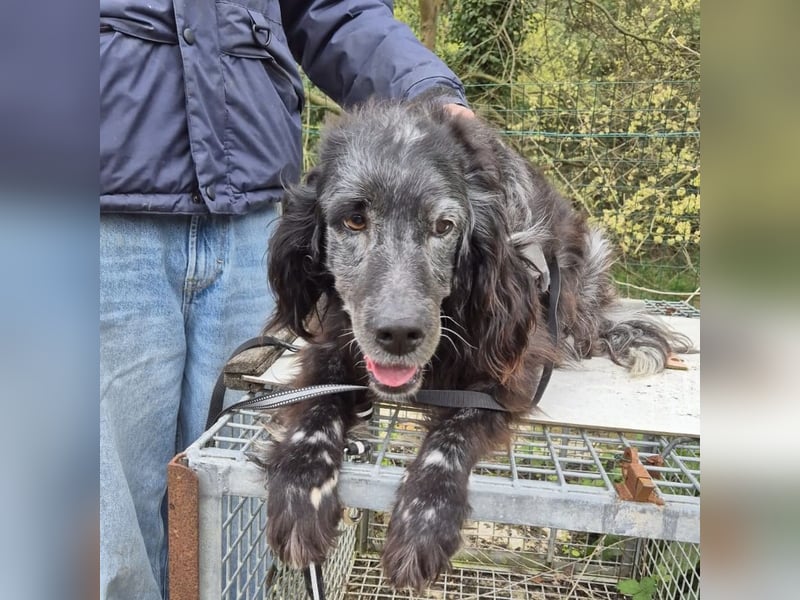 Blue - ruhiger, freundlicher Traumhund