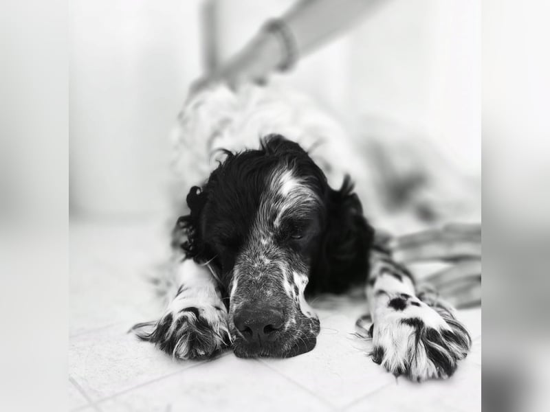 Lord  - ein ruhiger, wunderbarer Setter sucht sein liebevolles Zuhause!