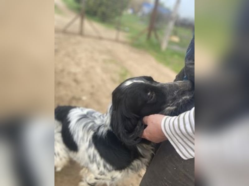 Leroy - super freundlich sucht Familienanschluss