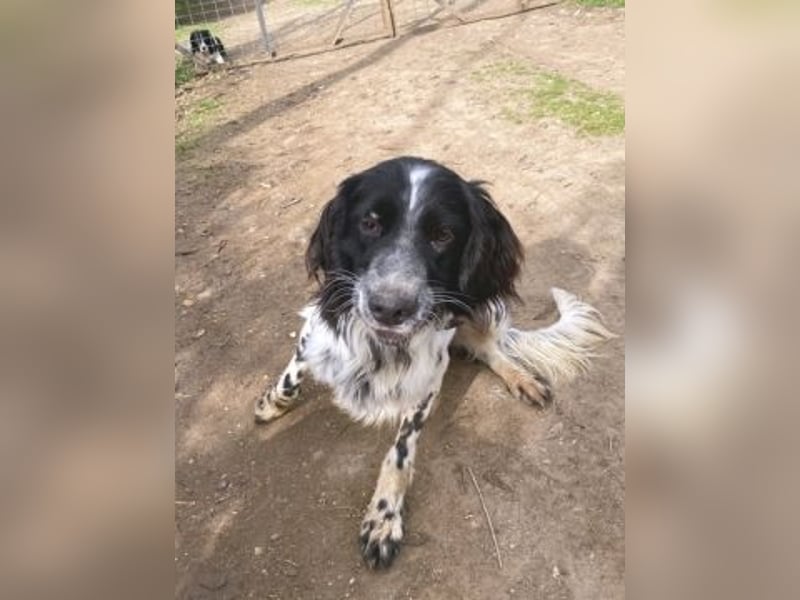 Leroy - super freundlich sucht Familienanschluss