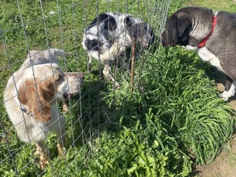 Leroy - super freundlich sucht Familienanschluss